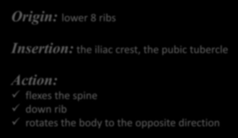 pubic tubercle Action: flexes the spine