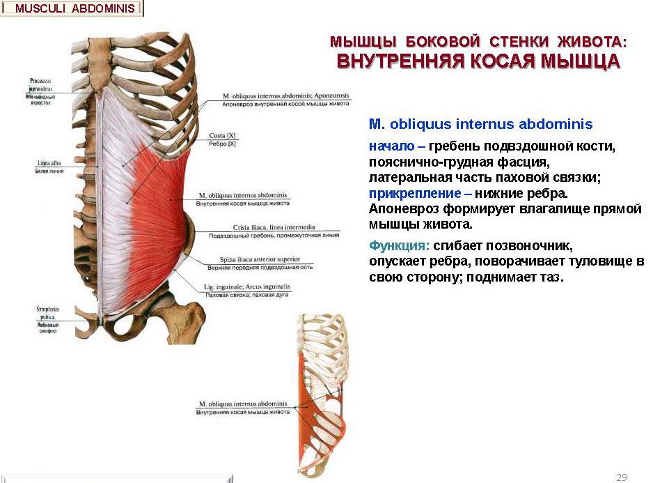 m.obliquus internus abdominis Origin: