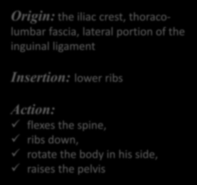 ribs Action: flexes the spine, ribs