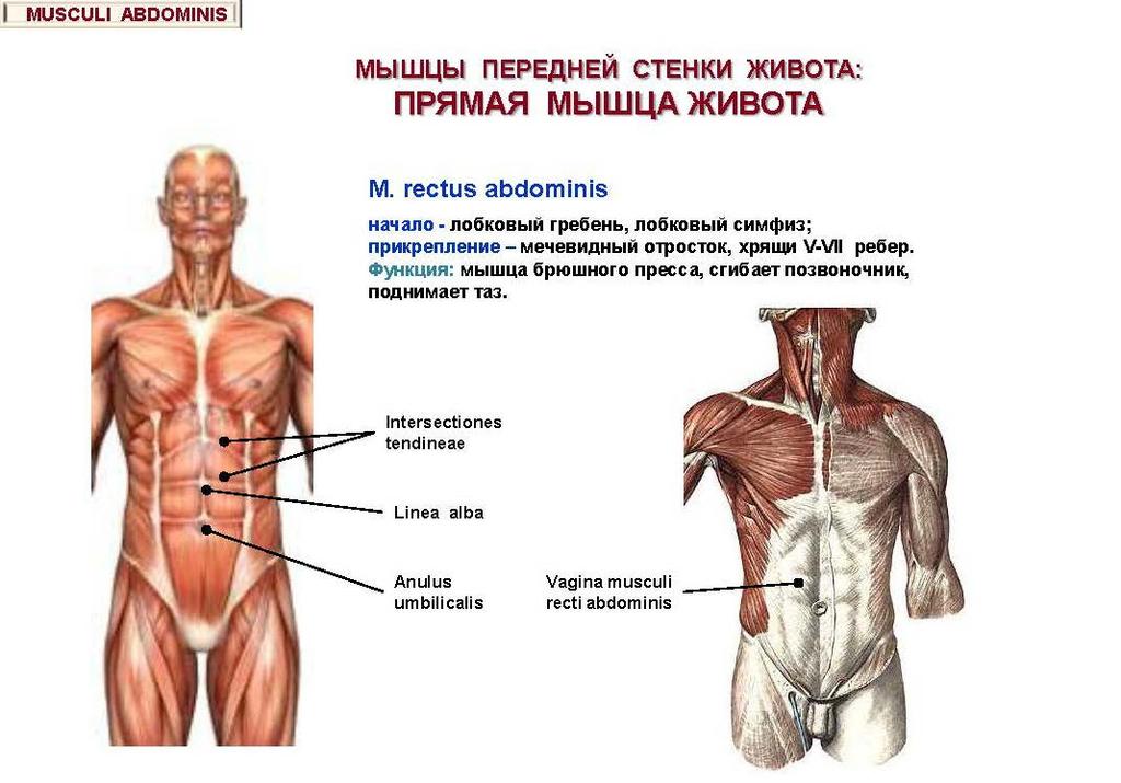 MUSCLES OF THE ANTERIOR ABDOMINAL