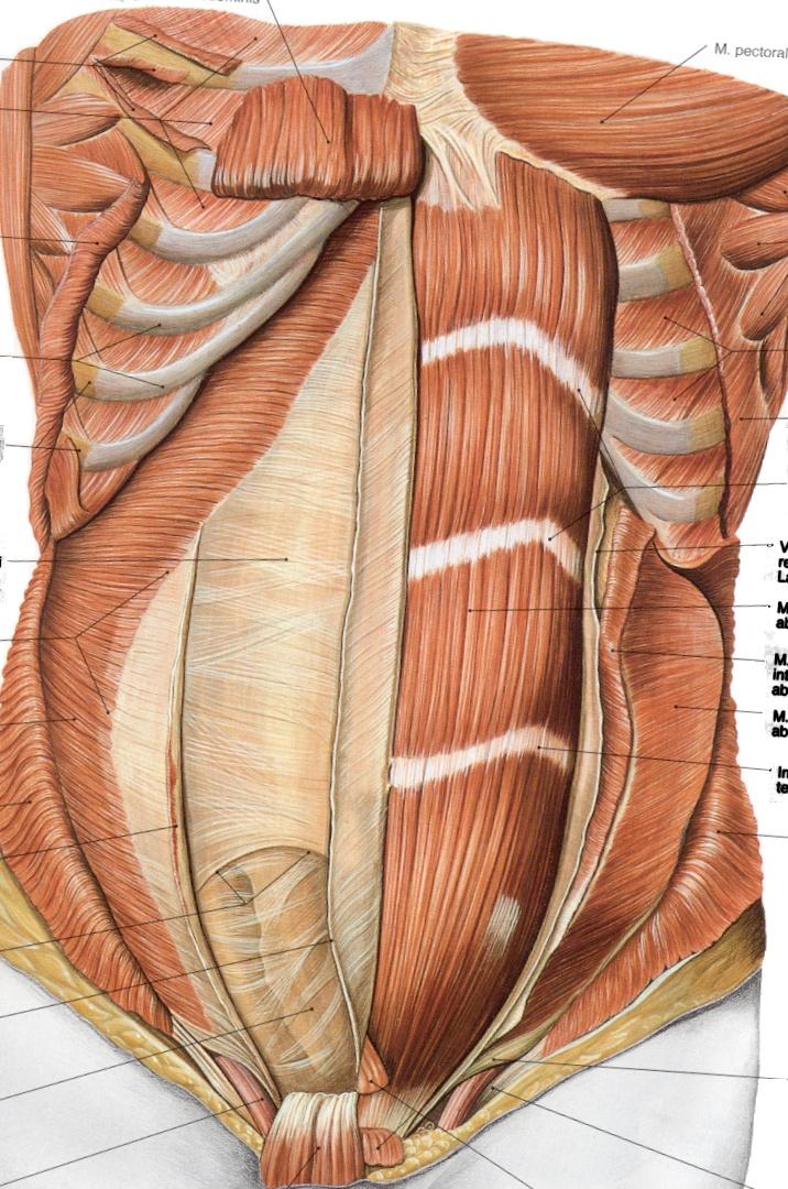 POSTERIOR WALL OF