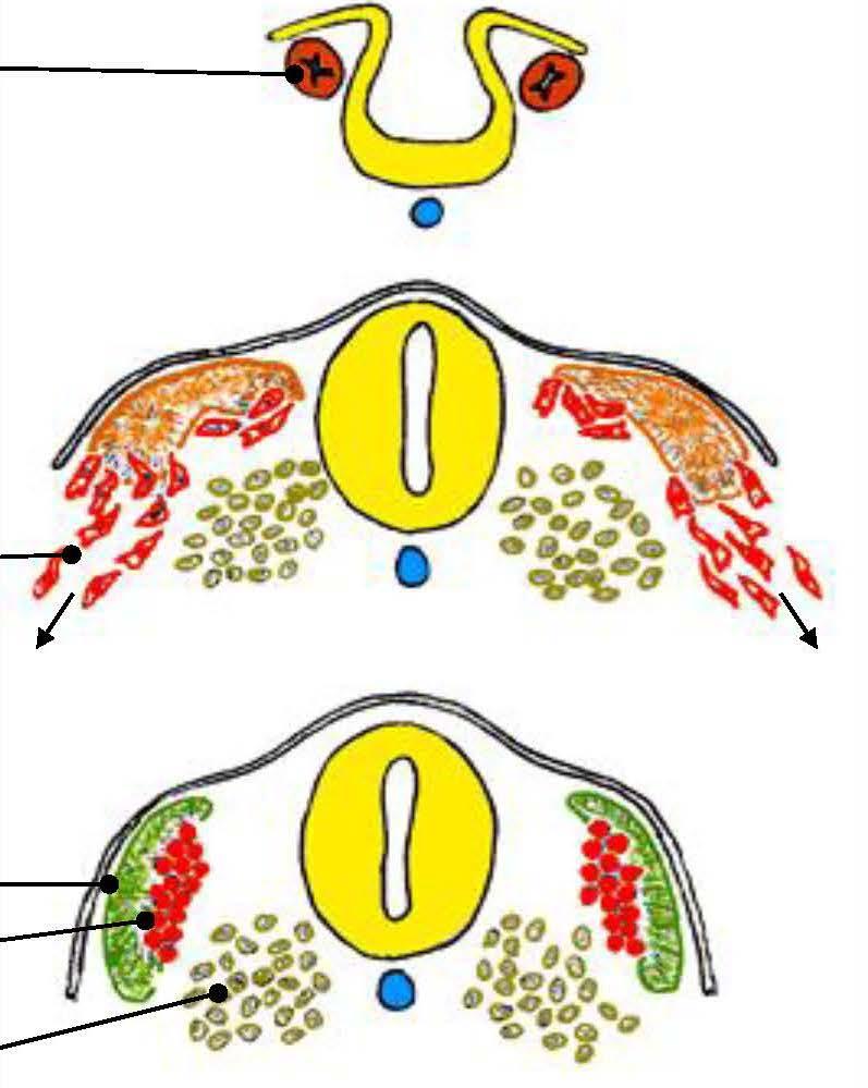 Myotome differentiation (3-5 weeks) somites Formation of somites myoblasts Myoblast migration (give rise to