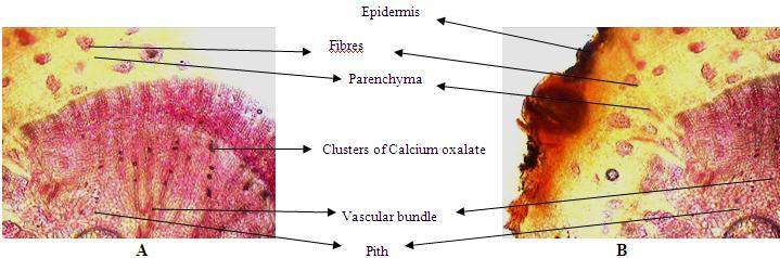 Table1: Analytical parameters of powder of whole plant of Viscum articulatum Burm. f.