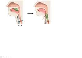 Epiglottis up Esophageal sphincter contracted Esophagus To lungs To stomach To lungs To