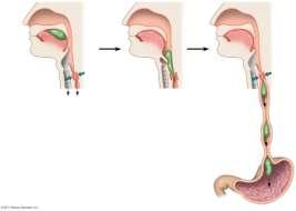 Tongue Pharynx Glottis Larynx Trachea To lungs Bolus of food Epiglottis up Esophageal sphincter contracted Esophagus To stomach As bolus passes down