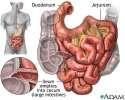 alimentary canal It is the major organ of digestion (duodenum) and absorption (jejunum and ileum) The first portion of the small intestine is the