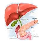SECRETIONS The pancreas produces proteases trypsin and chymotrypsin that are activated in the lumen of the duodenum BILE PRODUCTION BY THE LIVER In