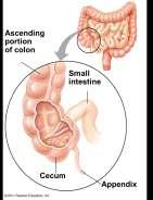 LARGE INTESTINE The cecum aids in the fermentation of plant material ELIMINATION The colon houses bacteria (e.g.
