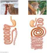 though exceptions exist STOMACH AND INTESTINAL ADAPTATIONS Many carnivores have large, expandable stomachs Herbivores and omnivores generally have longer alimentary canals