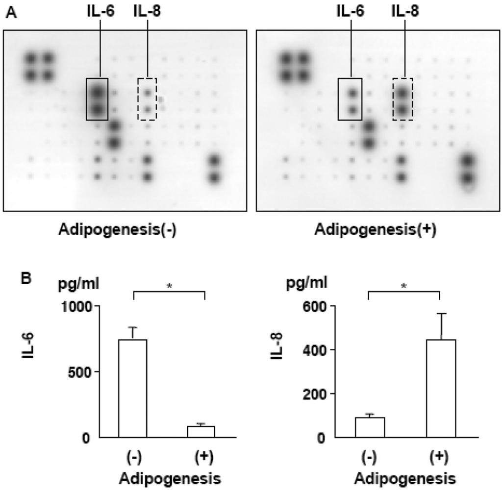 Mesenchymal stromal cell adipogenesis and bone oedema / A. Okada et al. Wound-healing assay Cell migration was assessed by the wound-healing assay (13).