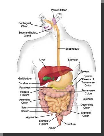 Basic Review of Digestion In the mouth, food is broken down, mixed with saliva, and formed into a bolus.