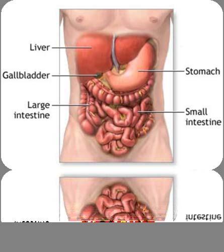 Basic Review of Digestion Most nutrients are absorbed in