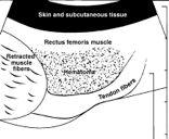 of muscle fibres and associated