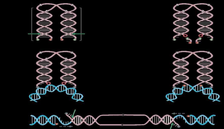 Steps of Integrase Activity att 3 processing 1) Endonucleotide specifically cleaves 2 bases from 3 ends of HIV DNA takes place in cytosol, leaving CA ends HIV DNA Strand transfer 2) HIV DNA strands