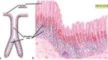 epithelial in trachea.