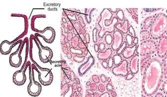 b- Simple Alveolar glands - Un brunched alveolar glands (mucous glands in