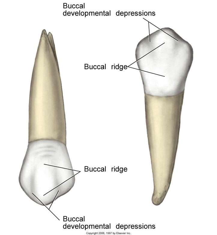Maxillary First Premolars #5, #12 uhave buccal and lingual cusp; buccal slightly longer uusually have two roots*** (only premolar with this feature)