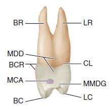Permanent maxillary 1 st premolar Maxillary right first premolar, mesial and occlusal aspects.