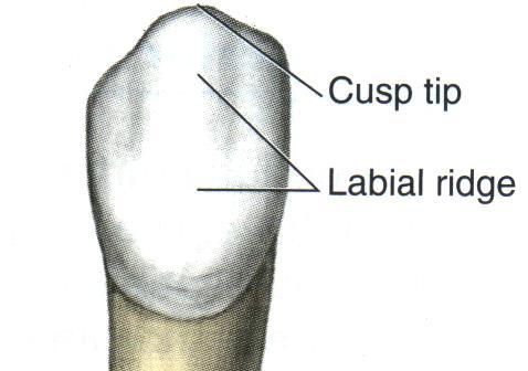 b. Labial ridge : is a pronounced labial