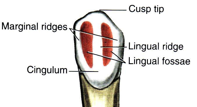 d. Lingual ridge : it extends