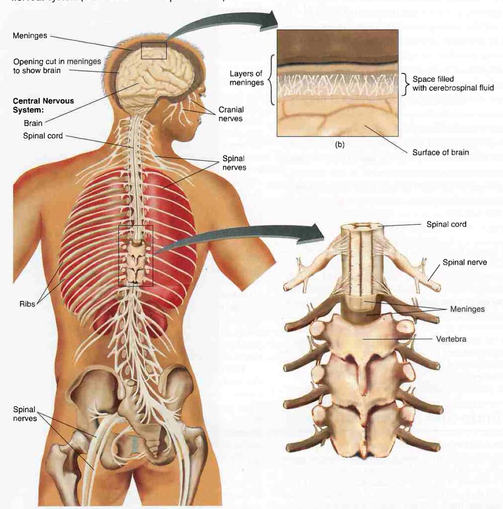 PSYC1002 Notes o The spinal cord: long, thin structure attached to the base of the brain and running the length of the spinal column an interface between the brain and peripheral nervous system