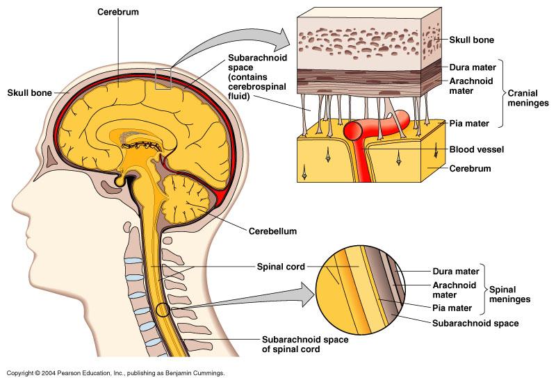 Protection of the Central nervous system and the peripheral system (3) Bone: brain sits inside the skull and the spinal cord is surrounded by a series of vertebrae Meninges (inside bone structures):