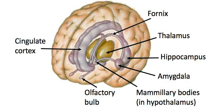 that project up to cerebral hemispheres to mediate functions such as sleep, attention or reward o The Diencephalon: divided into the thalamus and the hypothalamus The thalamus à relays impulses from