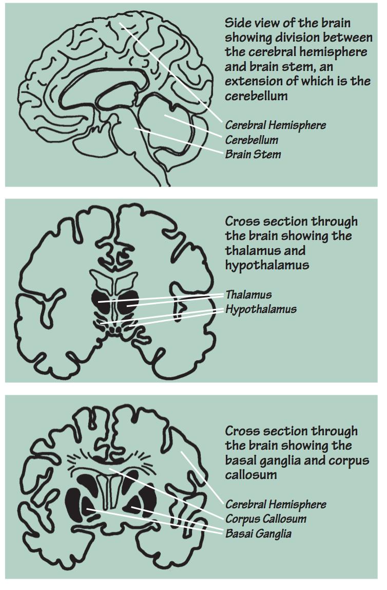 Frontal lobe: planning and many executive functions i.e. motor control (muscles), expressive language, reasoning, higher level cognition and motor skills.