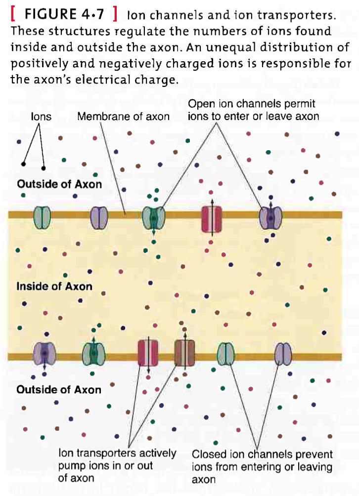 action potentials, consists of brief changes in electrical charge of the axons) o Terminal buttons: secrete a chemical called neurotransmitter whenever an action potential is sent down the axon which