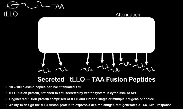 ADXS-NEO: Leveraging Versatile Bacterial Vector System to Target Patient-specific Neoantigens tllo-taa fusion protein is a synthetic peptide presenting multiple neoantigens secreted into the