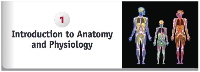 Chapter 1: Intrductin 13 Anatmy and Physilgy I ANATOMY AND PHYSIOLOGY Anatmy (Greek a cutting up ) Physilgy (Greek relatinship t nature ) is always related t CORE PRINCIPLE IN A&P Structure and