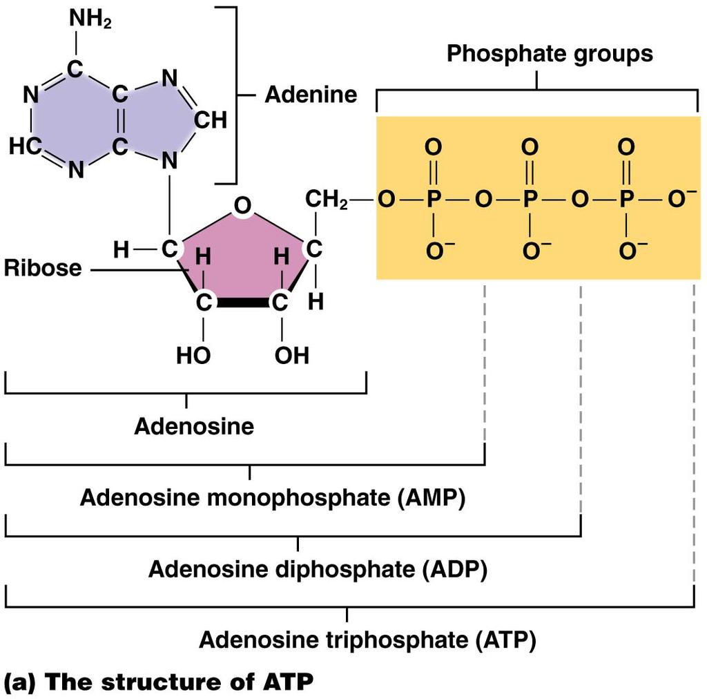 Adensine triphsphate (ATP) DNA Adenine attached t ribse and three phsphate grups; main surce f chemical