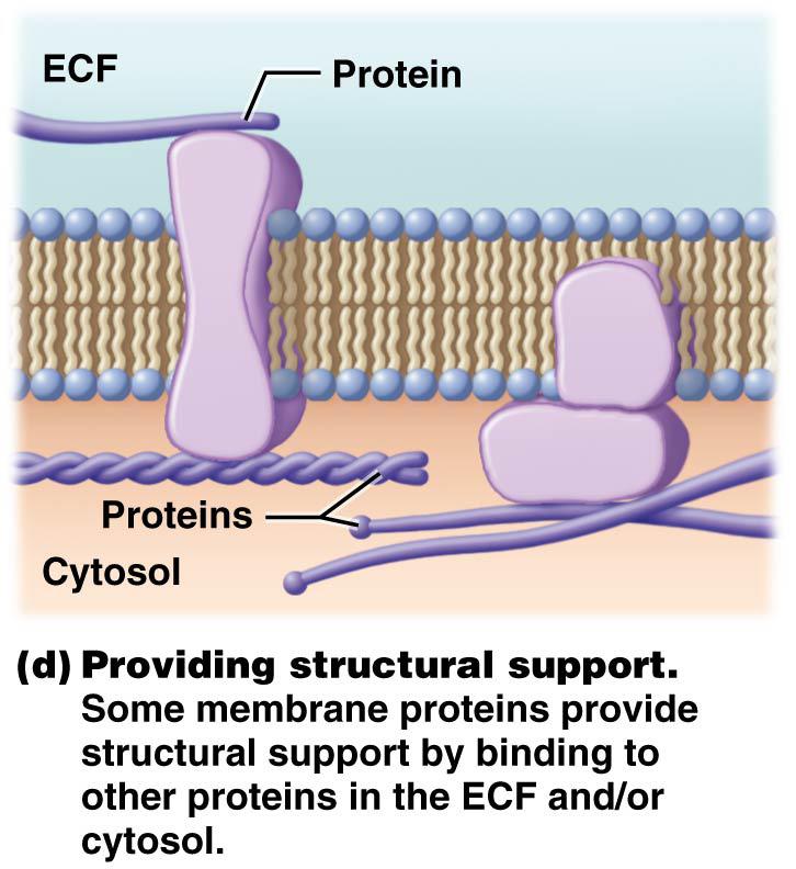 Chapter 3: The Cell give cells shape and help maintain structural integrity Figure 3.5d Functins f membrane prteins.