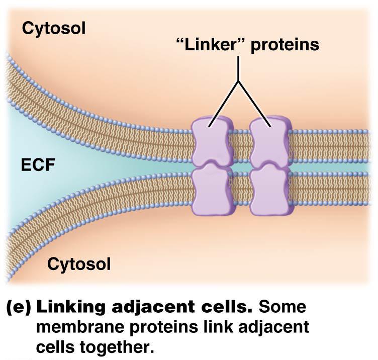 Other membrane cmpnents include lipids, carbhydrates, glyclipids, and glycprteins: lipid mlecule, stabilizes plasma membrane s fluid structure during