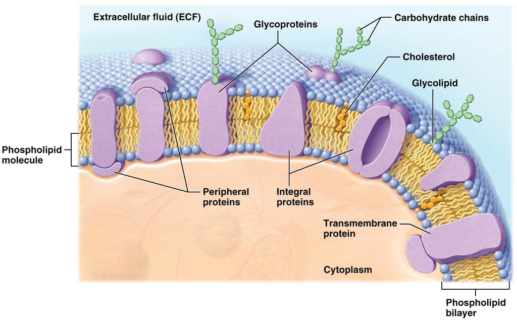 74) Many drugs are designed t resemble ligands that bind t membrane receptrs: Agnists Antagnists Figure 3.4 The fluid msaic mdel f the plasma membrane.