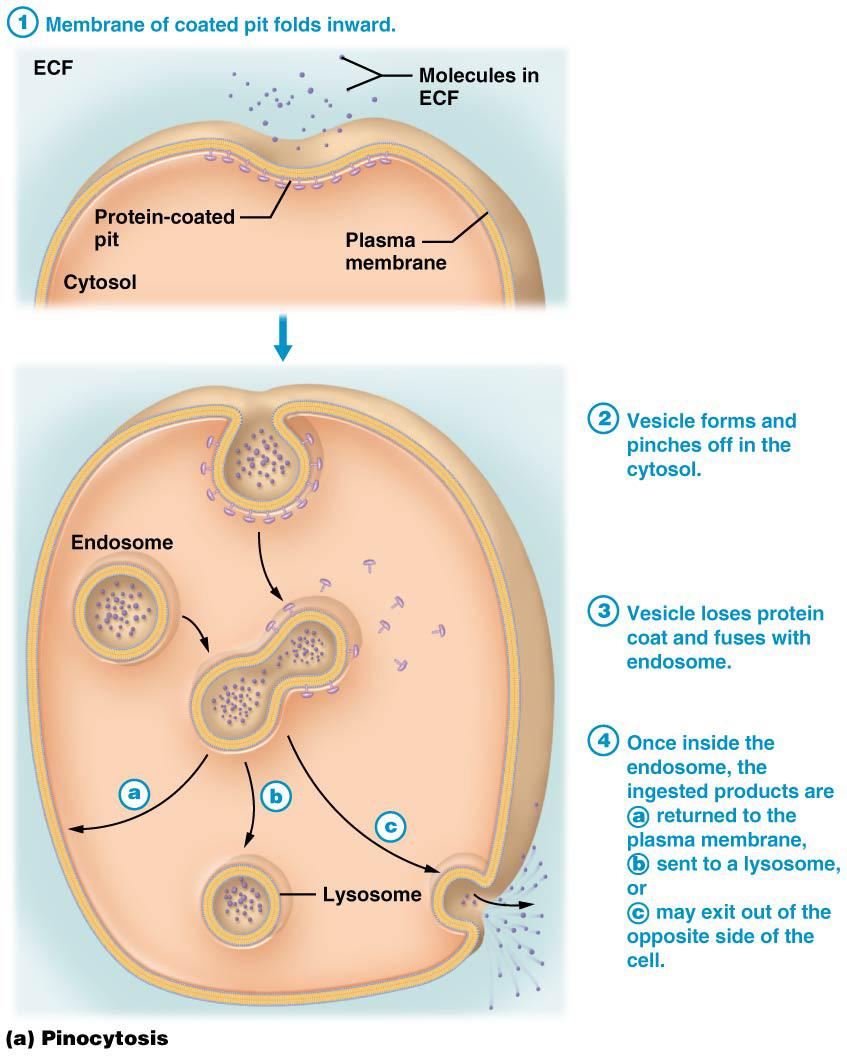 Endcytsis: (fluid-phase endcytsis r cell drinking ) prcess where cells engulf fluid drplets frm ECF ( cell
