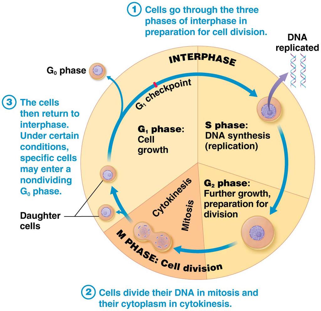 Chapter 3: The Cell REVIEW The DNA triplet TAG is cmplementary t the mrna cdn. a. ATC b. c. d.