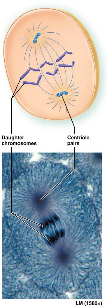 tw daughter cells Anaphase Telphase Cytkinesis ccurs when cell s prteins, rganelles, and cytsl are divided between tw daughter
