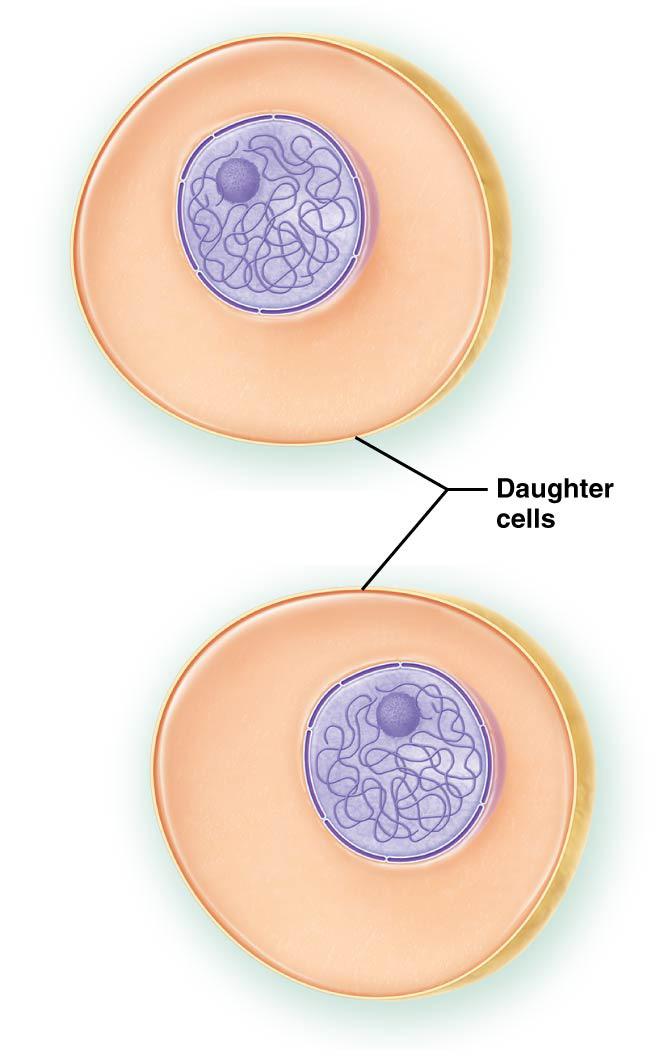 Chapter 3: The Cell 42 OVERVIEW OF MEIOSIS Cell divisin can ccur either by (prcess that smatic cells are capable f) r that ccurs in cells destined