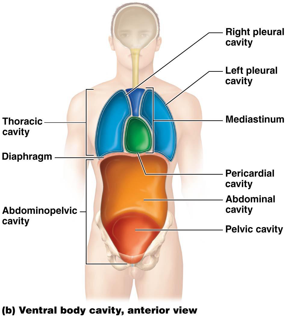diaphragm: Thracic Abdminpelvic Cranial cavity