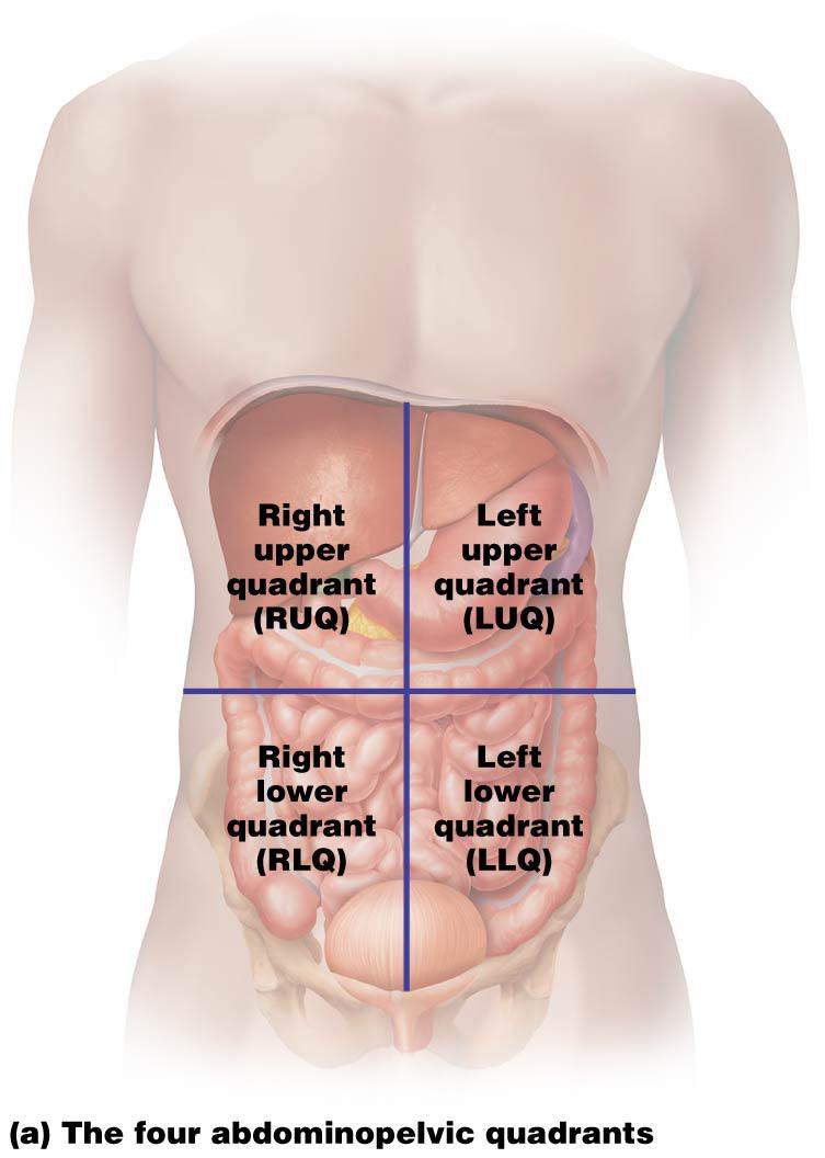 Left lwer quadrant (LLQ) Figure 1.9 The drsal and ventral bdy cavities.