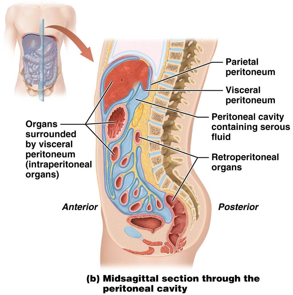 Pericardial membranes Parietal pericardium (separates heart frm mediastinum) Visceral pericardium (lies directly n heart muscle) Space created by pericardial