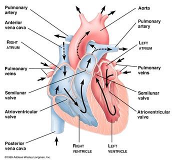 Systemic Circulation Blood leaving the heart is oxygen heavy and needs to go to the rest of the body/cells to drop it off and pick up carbon dioxide. 1. Oxygenated blood enters the left atrium 2.