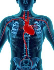6.2 Transport System/Circulatory Our circulatory system provides a delivery and pick-up service for the whole body.