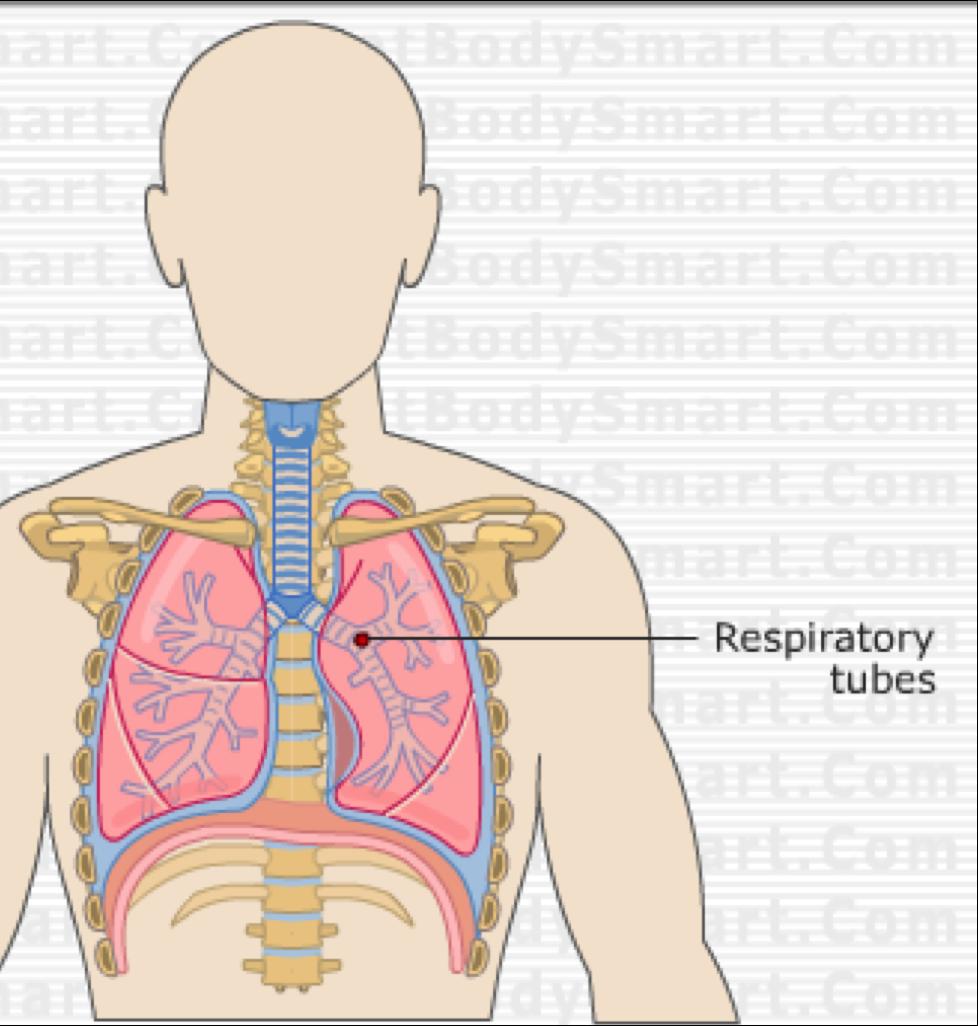 respiratory tubes such as