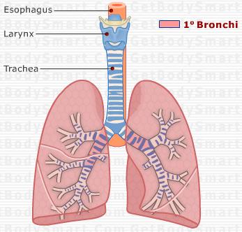 Primary (1 ) Bronchi As the trachea reaches the lungs, it splits into the left and right