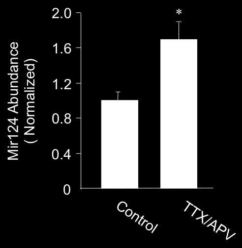 Supplementary Figure 7. Neuronal inactivity causes an increase in mir124 expression.