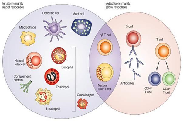 2 Branches of the Immune System Innate / Unspecific Immunity Adaptive / Specific Immunity Glenn Dranoff.
