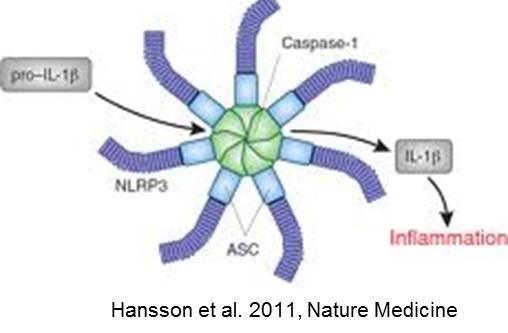 Inflammasome - cytosolic PRR NLR (e.g.