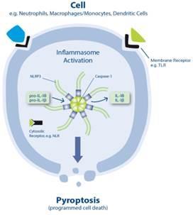 - abnormal inflammasome activation (associated with at least 30 disorders) disrupt intestinal homeostasis & promote auto-inflammatory diseases -